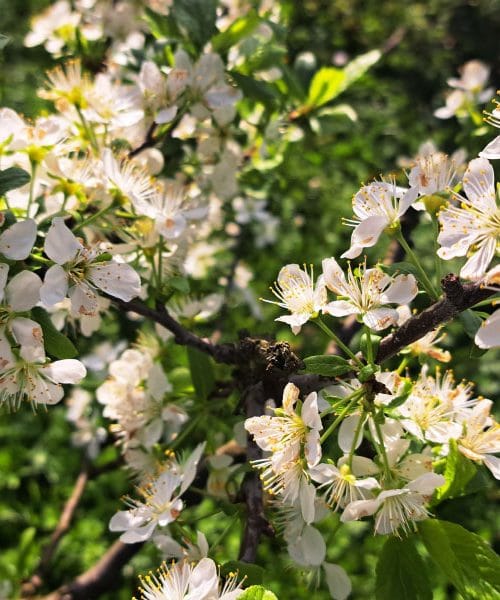 Poznate vremenski rek o cvetenju sliv in vetru? Letos se spet zdi, da drži