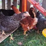 Domače kokoši