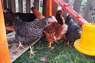 Zanimiv razlog, da kokoši spomladi in poleti znesejo več jajc