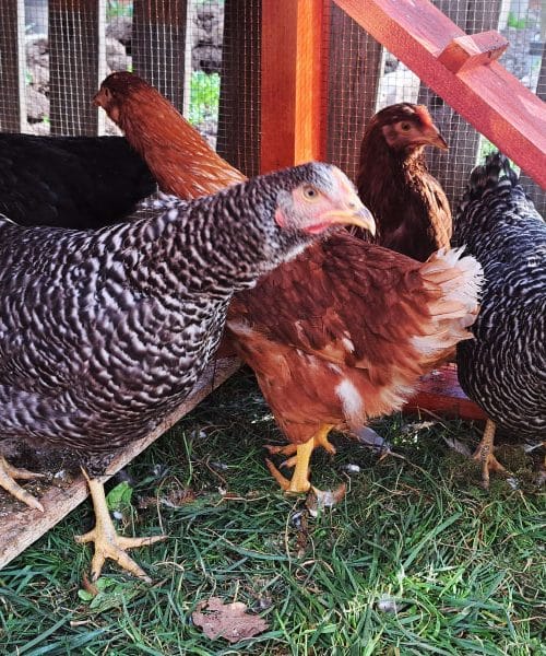 Zanimiv razlog, da kokoši spomladi in poleti znesejo več jajc