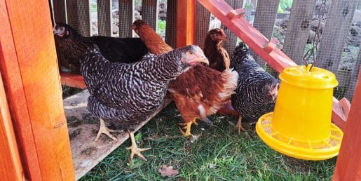 Zanimiv razlog, da kokoši spomladi in poleti znesejo več jajc