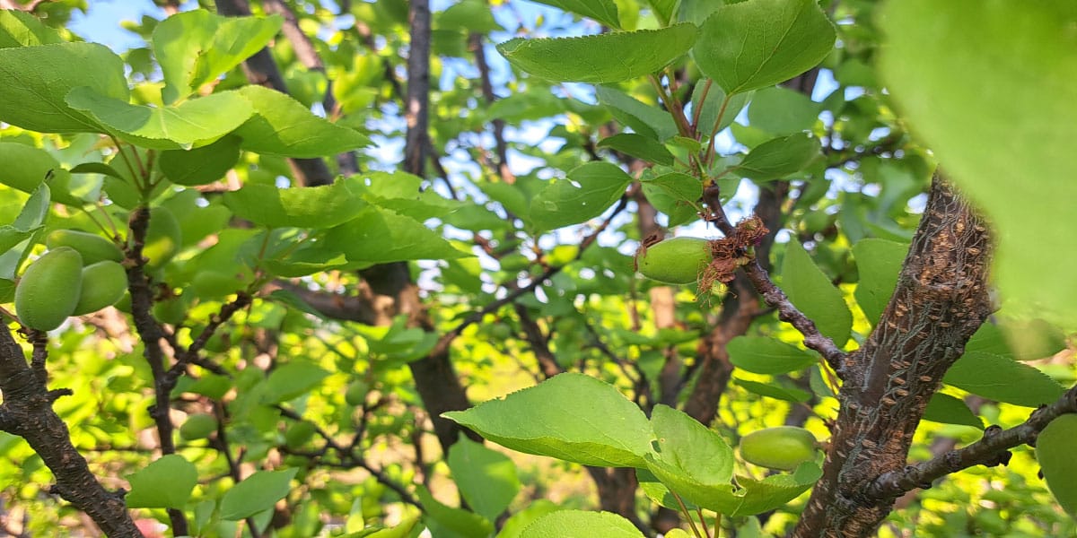 Drevo marelice, april