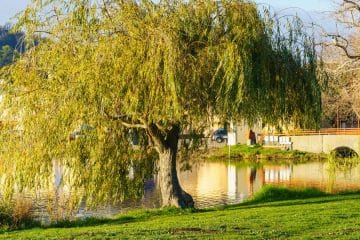 To priljubljeno drevo vam lahko poškoduje instalacije – preverite, kje ga ne sadite
