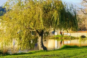 To priljubljeno drevo vam lahko poškoduje instalacije – preverite, kje ga ne sadite