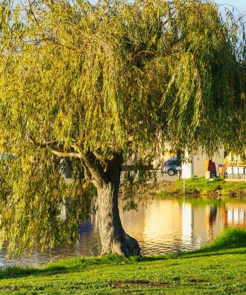 To priljubljeno drevo vam lahko poškoduje instalacije – preverite, kje ga ne sadite
