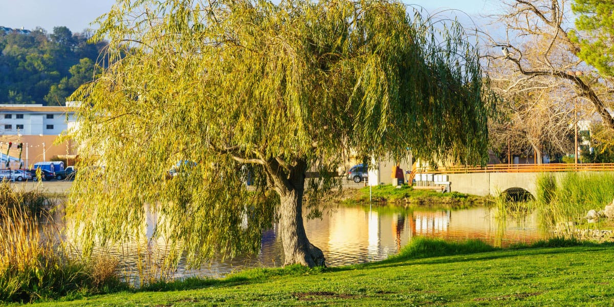 To priljubljeno drevo vam lahko poškoduje instalacije – preverite, kje ga ne sadite