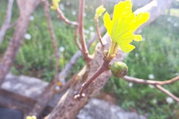 Fige so začele delati sadeže: to je pravi trenutek za nekaj ključnih opravil