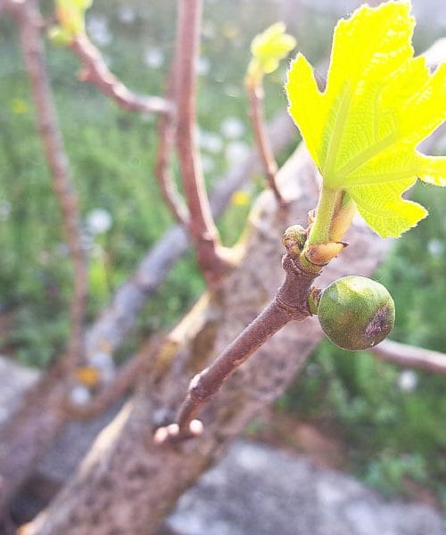 Fige so začele delati sadeže: to je pravi trenutek za nekaj ključnih opravil