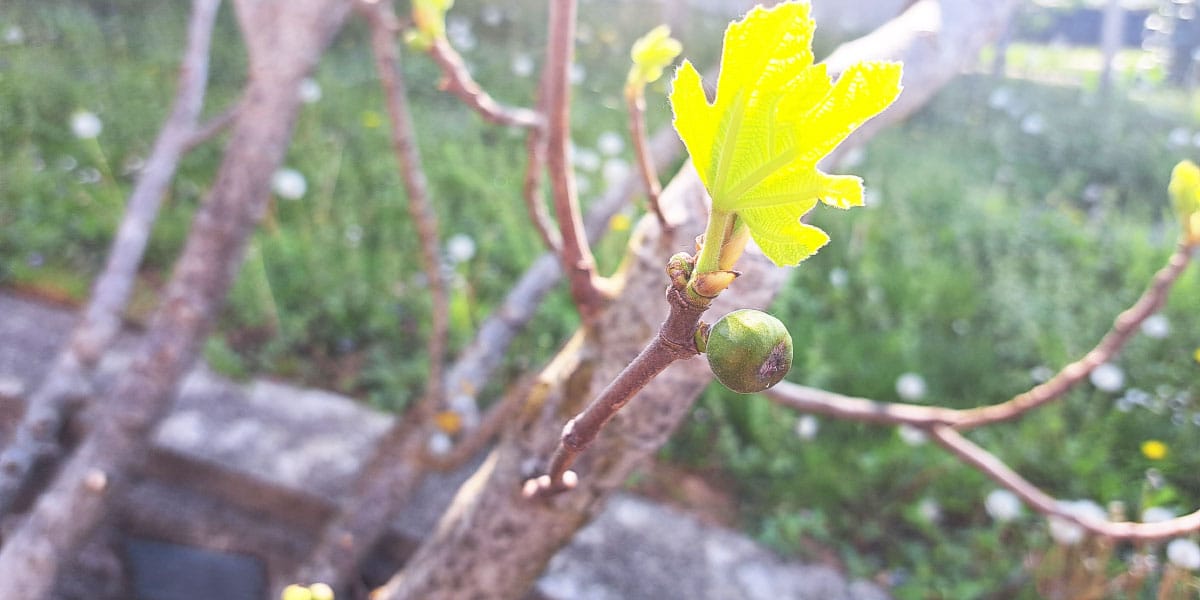 Fige so začele delati sadeže: to je pravi trenutek za nekaj ključnih opravil