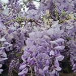 Glicinija, domač vrt