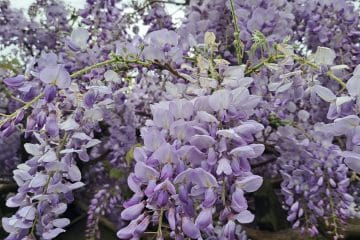 Zakaj je glicinija ena bolj priljubljenih rastlin na domačem vrtu