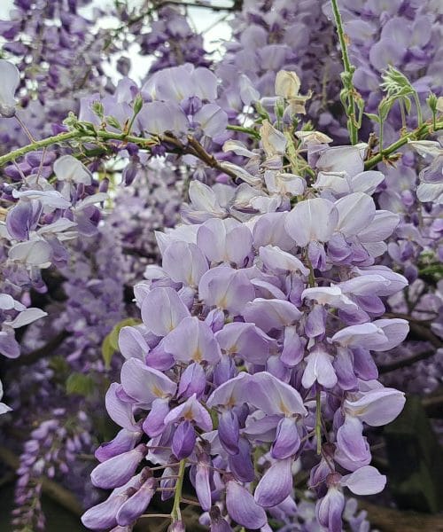 Zakaj je glicinija ena bolj priljubljenih rastlin na domačem vrtu