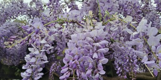 Zakaj je glicinija ena bolj priljubljenih rastlin na domačem vrtu
