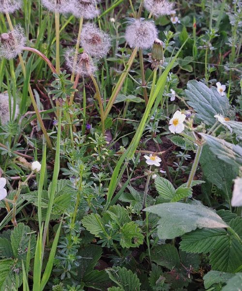 Če v sadovnjaku opazite te cvetove, jih nikar ne pokosite: gozdne jagode uspejo tudi doma