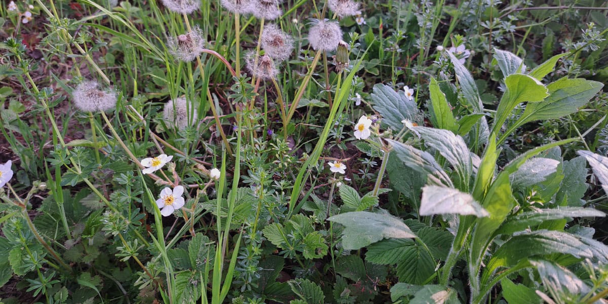 Če v sadovnjaku opazite te cvetove, jih nikar ne pokosite: gozdne jagode uspejo tudi doma