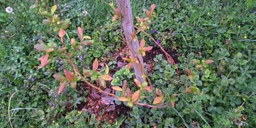 Borovnice bodo hvaležne za gnojilo, ki ga vsako jutro zberemo v domači kuhinji