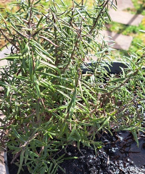 Rožmarin bo lepši in gostejši, če se izognete tej pogosti začetniški napaki