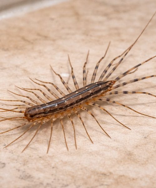 Če se vam v kopalnici pojavljajo te živali, razlog ni naključen