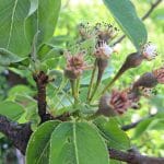 Plodiči na hruškah