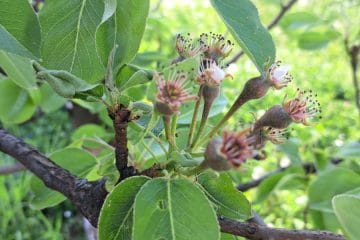 Hruške že delajo plodiče: zdaj odločajo voda, mirna roka in pravi trenutek za redčenje