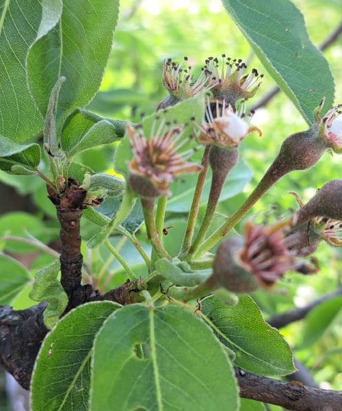 Hruške že delajo plodiče: zdaj odločajo voda, mirna roka in pravi trenutek za redčenje