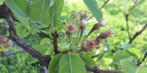 Hruške že delajo plodiče: zdaj odločajo voda, mirna roka in pravi trenutek za redčenje