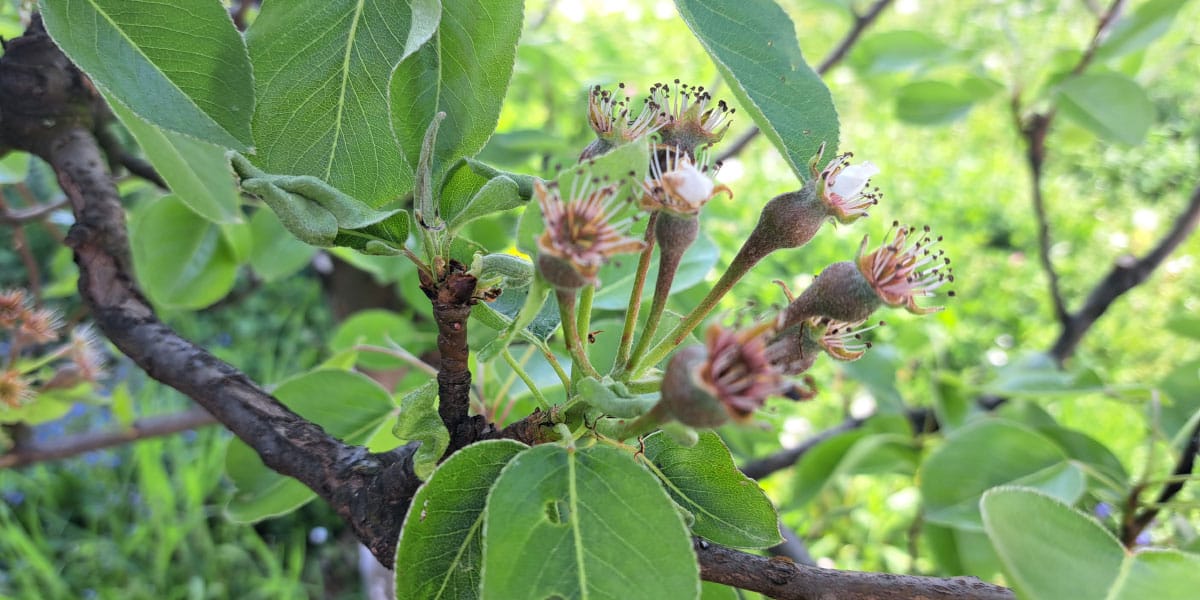Hruške že delajo plodiče: zdaj odločajo voda, mirna roka in pravi trenutek za redčenje
