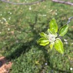 Jablana pred cvetenjem