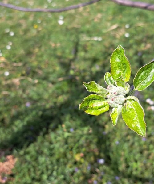 Jablana bujno raste, plodov pa je malo? Star sadjarski trik lahko pomaga