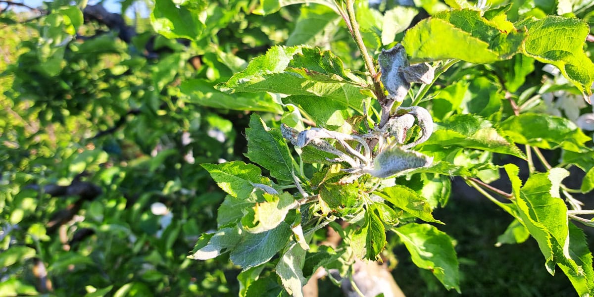 Jablane, pepelasta plesen