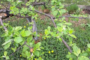 Jablana ne cveti? Razlog je pogosto drugje, kot misli večina lastnikov vrta