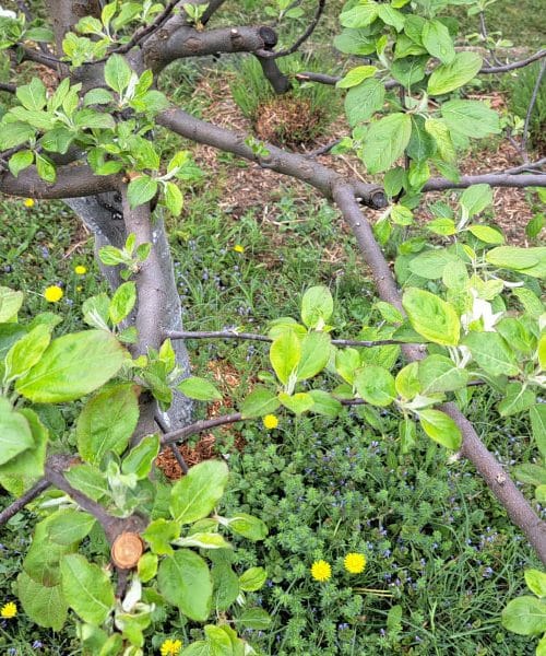 Jablana ne cveti? Razlog je pogosto drugje, kot misli večina lastnikov vrta