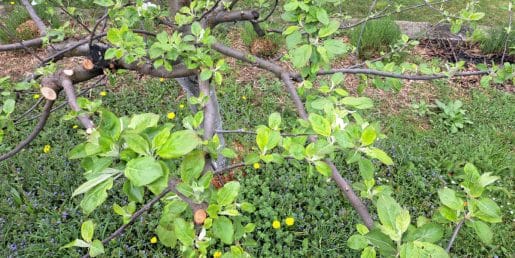 Jablana ne cveti? Razlog je pogosto drugje, kot misli večina lastnikov vrta