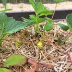 Jagode na domačem vrtu