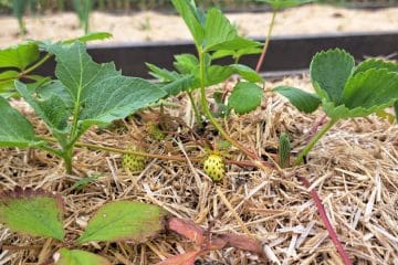 Jagode so nastavile prve plodove: zdaj odločajo voda, zrak in potrpežljivost