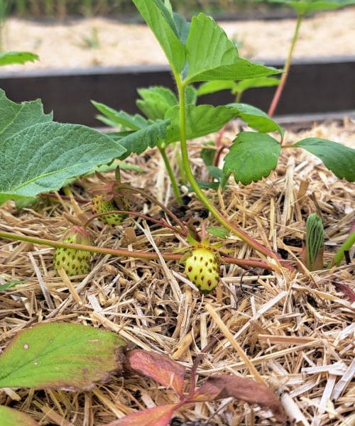 Jagode so nastavile prve plodove: zdaj odločajo voda, zrak in potrpežljivost