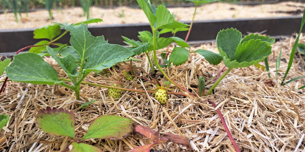 Jagode so nastavile prve plodove: zdaj odločajo voda, zrak in potrpežljivost