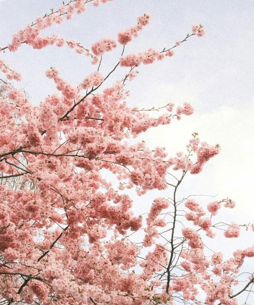 Hanami festival 2026 na Biotehniški fakulteti: 8. aprila pod cvetočimi češnjami