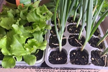 V visoko gredo lahko zdaj posadite prav te štiri vrtnine