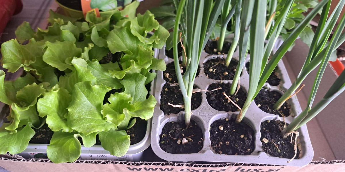 Kaj lahko sadimo v visoko gredo?