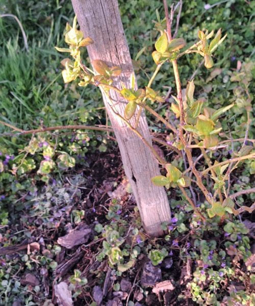 Kaj narediti z borovnicami v začetku aprila, da bodo poleti polne plodov