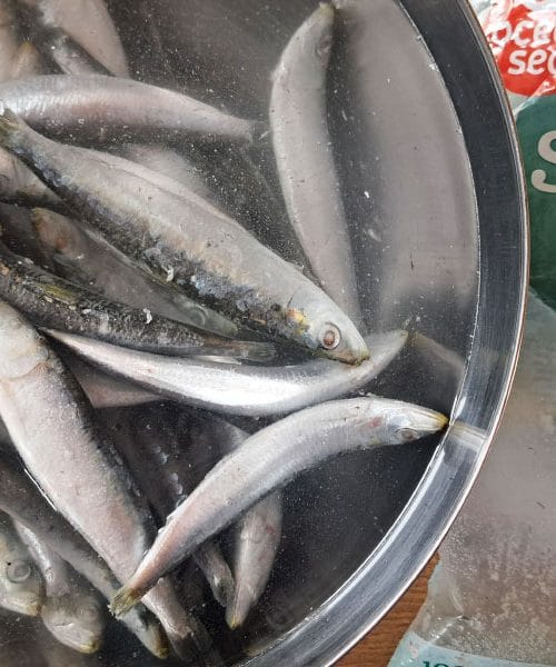 Kako odtajati zamrznjene sardele brez napak: od zamrzovalnika do pekača