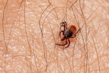 Klopi so letos pohiteli: ena navada lahko odloči, ali jih boste odkrili pravočasno