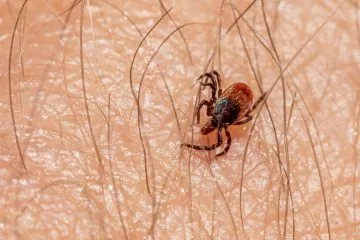 Klopi so letos pohiteli: ena navada lahko odloči, ali jih boste odkrili pravočasno