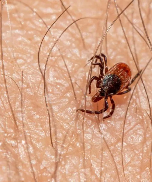 Klopi so letos pohiteli: ena navada lahko odloči, ali jih boste odkrili pravočasno