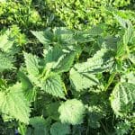 Koprive v sadovnjaku