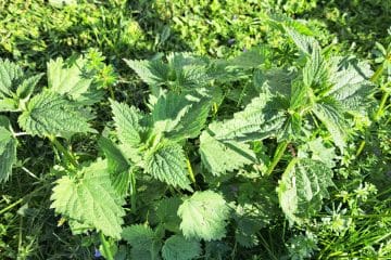 Nekateri v sadovnjaku posadijo koprive: razlog ni naključje