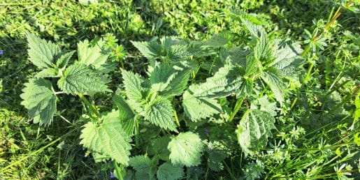 Nekateri v sadovnjaku posadijo koprive: razlog ni naključje