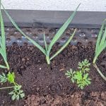 Korenje in por v visoki gredi