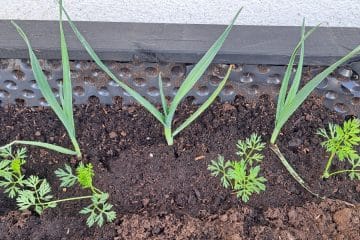 Korenje in por v visoki gredi? Da, to je ena boljših kombinacij